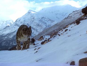 Snow-leopard 