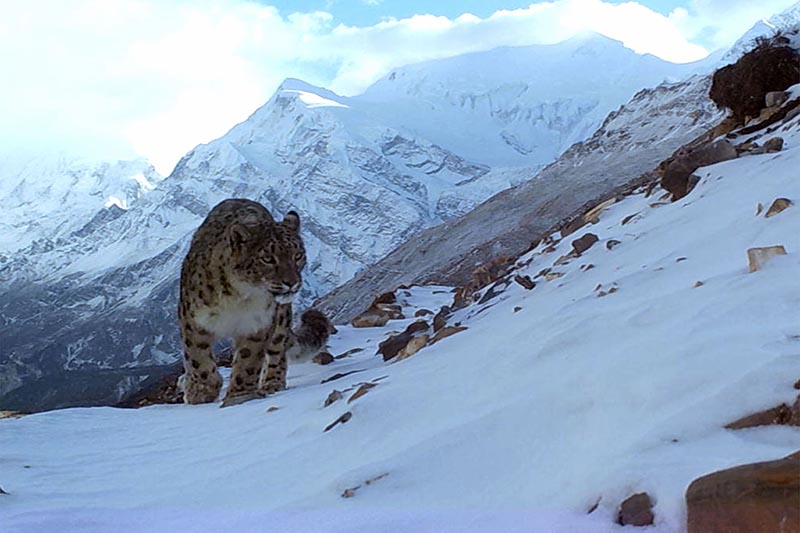 Snow-leopard 