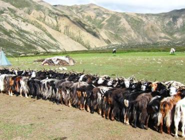 dolpo-people-grazing-goat 