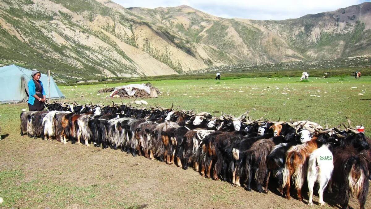 dolpo-people-grazing-goat 