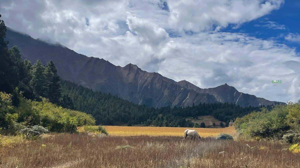 aerial-view-of-ringmo-...