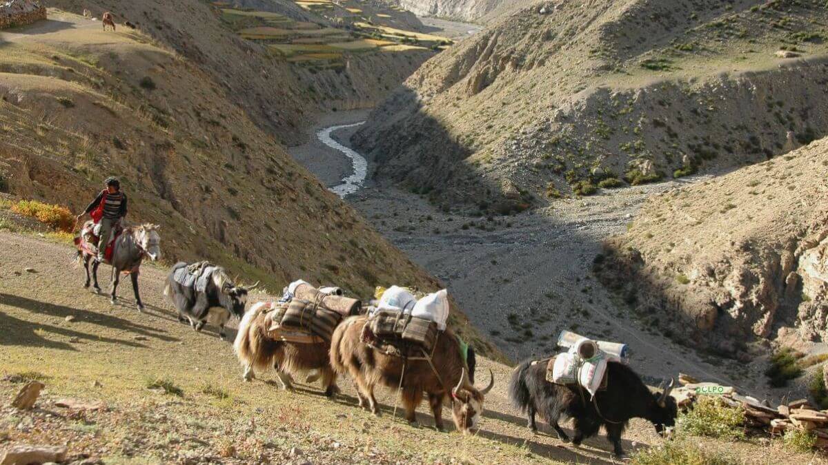 dolpo-Saldang-yak-food...