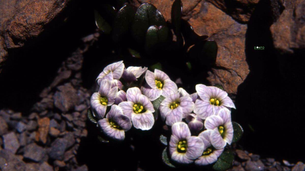 rare-fauna-Aphragmus-n...