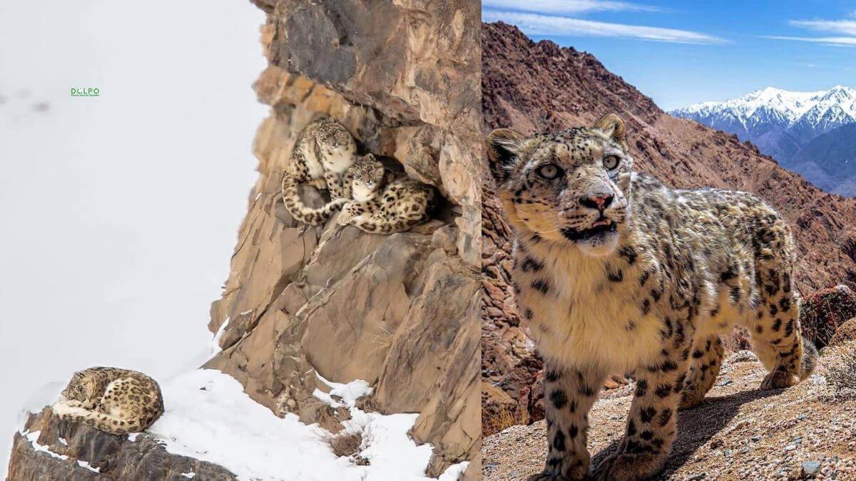 snow-leopard-dolpo.jpg
