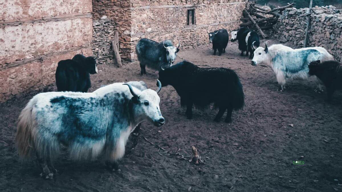 wild-yak-dolpo.jpg