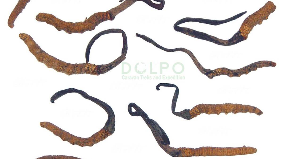 Ophiocordyceps-sinensi...