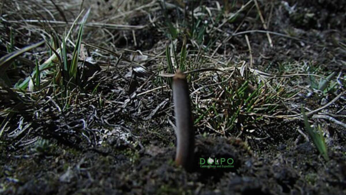 yarsagumba-harvesting-...