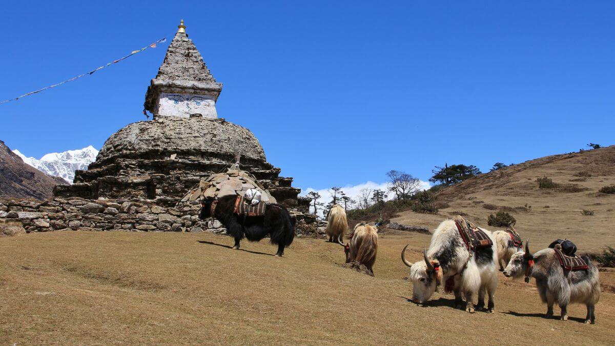 dolpo-yaks-grazing.jpg