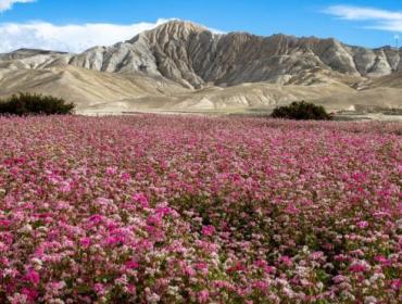 upper-mustang-flower-field 