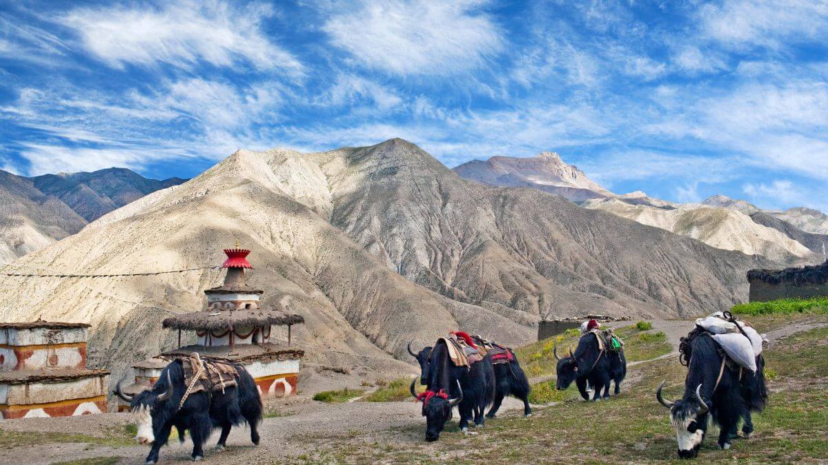 dolpo-yak-grazing.jpg
