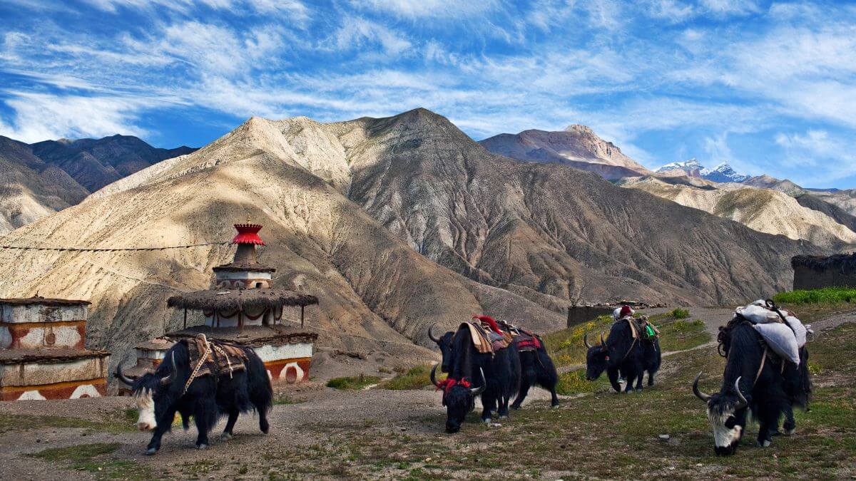 yaks-carrying-supplies...