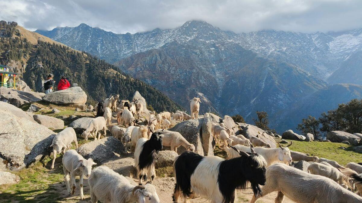 dolpo-mountain-goats.jpg